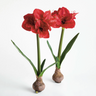Faux Amaryllis Bulb Set