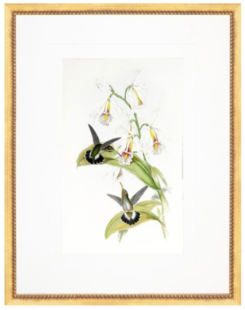 GOULD HUMMINGBIRD PRINTS