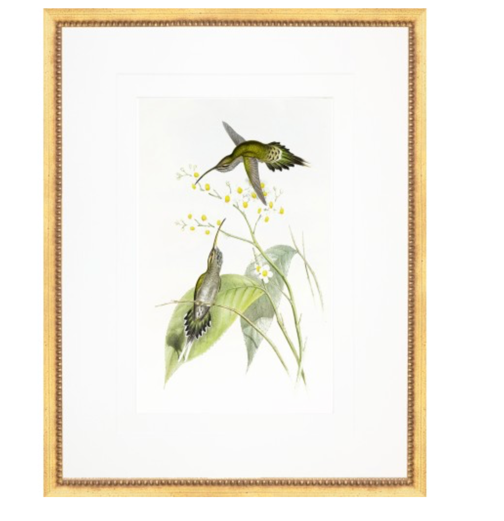 GOULD HUMMINGBIRD PRINTS