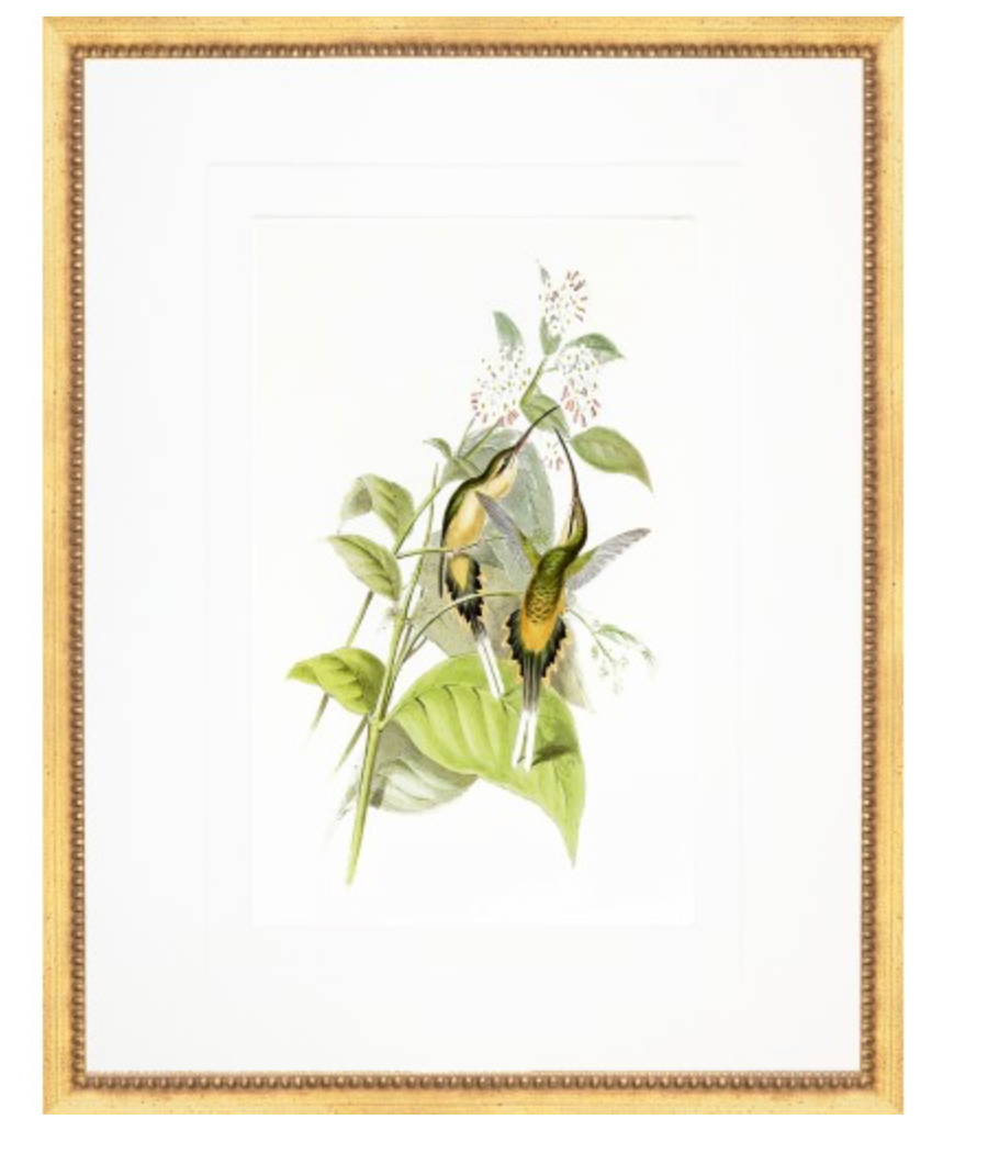 GOULD HUMMINGBIRD PRINTS