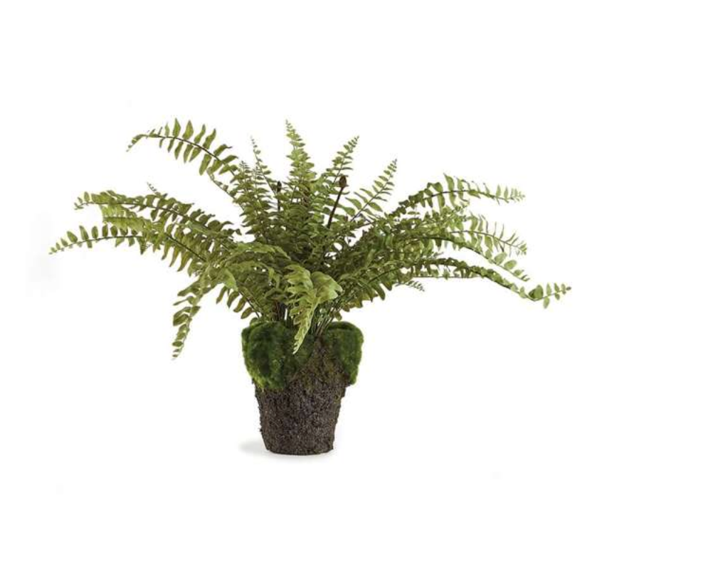 BOSTON FERN DROP-IN 16"