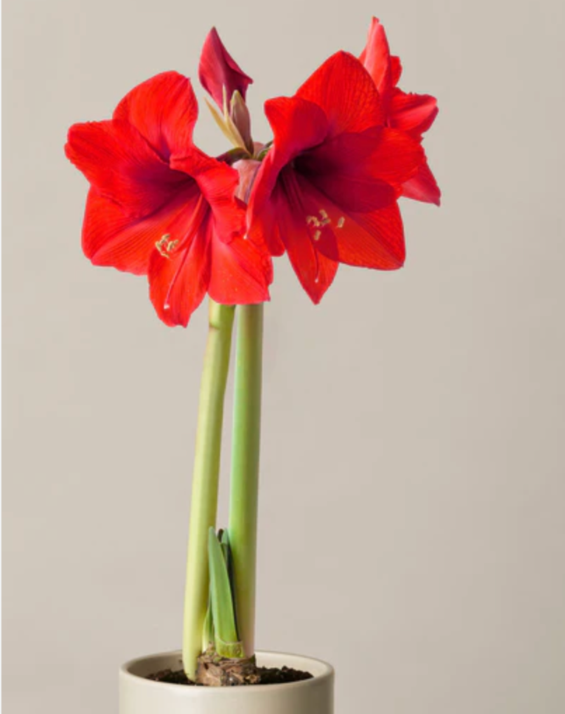 PREMIUM JUMBO AMARYLLIS BULBS