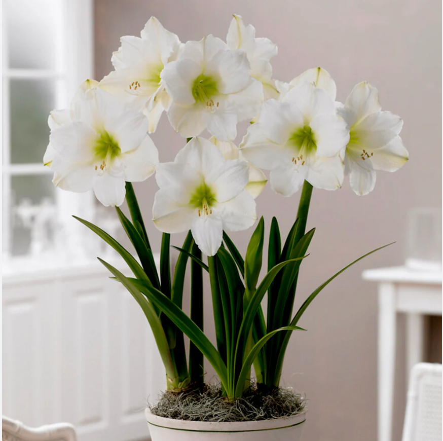 PREMIUM JUMBO AMARYLLIS BULBS