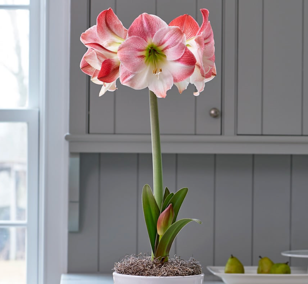 PREMIUM JUMBO AMARYLLIS BULBS