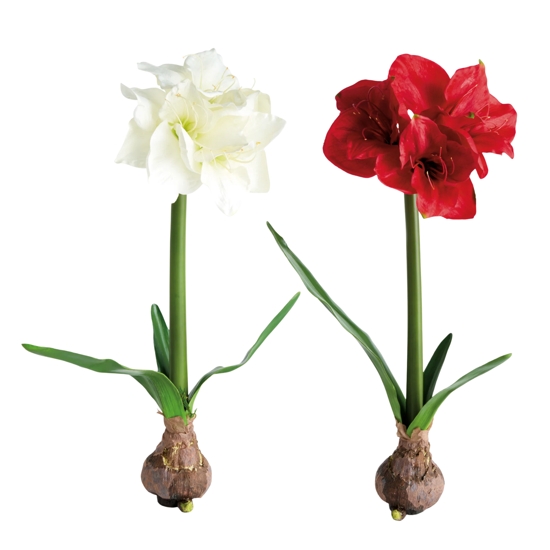 Two bulb flowers on a plain white background: a white flower on the left and a red flower on the right, each with a brown bulb base, green stem, and green leaves.