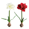 Two bulb flowers on a plain white background: a white flower on the left and a red flower on the right, each with a brown bulb base, green stem, and green leaves.