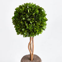 PRESERVED BOXWOOD TOPIARY DROP-IN 16"