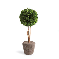 PRESERVED BOXWOOD TOPIARY DROP-IN 16"